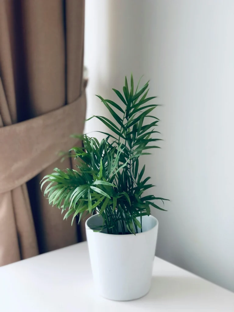 palmeira chamaedorea em vaso ideal para varanda pequena