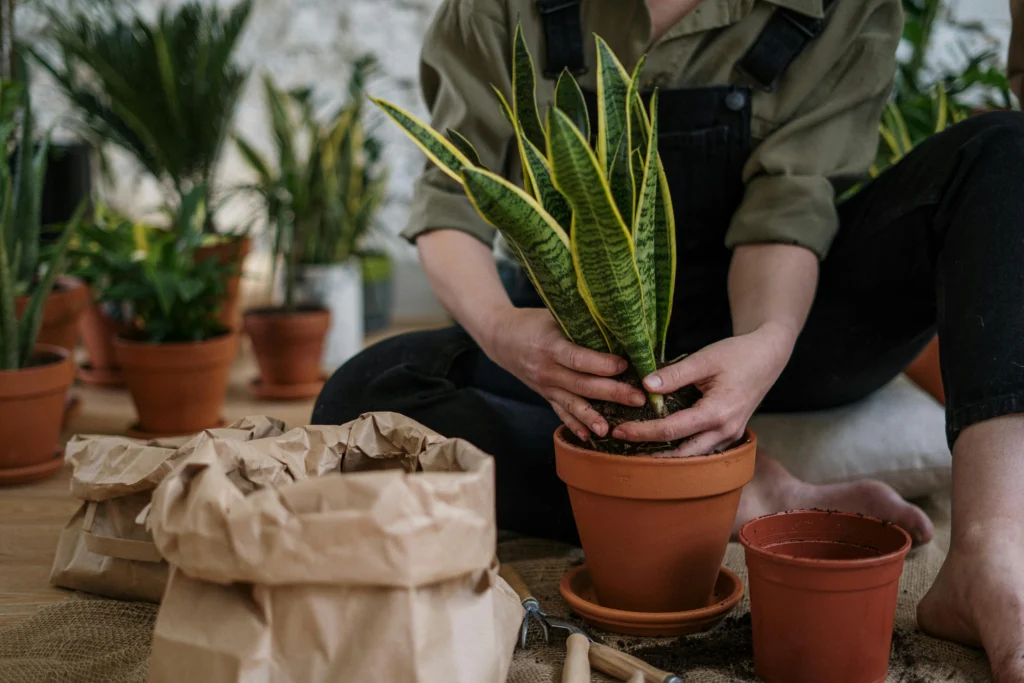 Espada-de-São-Jorge cultivada em vaso moderno para varanda compacta