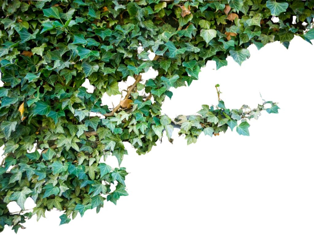 Hera inglesa pendente em vaso para decoração de varanda pequena