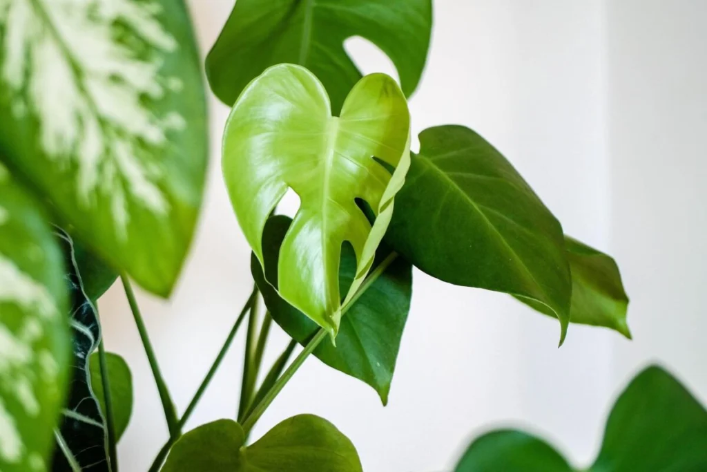 Planta Jiboia em vaso pendente para varanda pequena