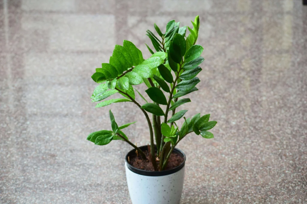 Zamioculca cultivada em vaso moderno ideal para varanda compacta