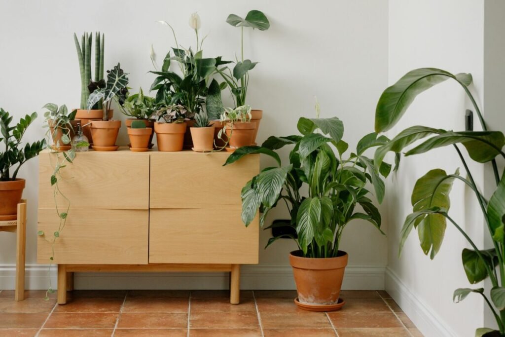 Cantinho verde com plantas organizadas em casa