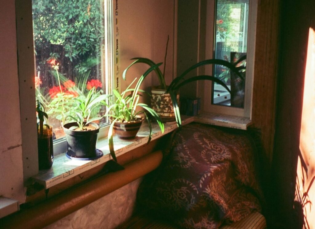 Ambiente aconchegante com plantas e luz natural