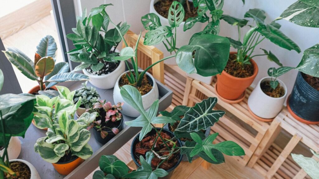 Plantas fáceis de cuidar decorando ambiente interno aconchegante